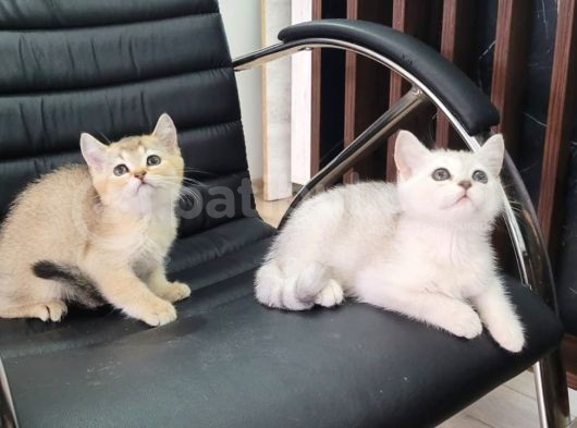 Safkan Golden Ve Si̇lver Sevi̇mli̇ Bebekler görsel