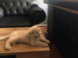 Yavru Kedi