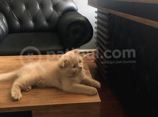 Yavru Kedi görsel