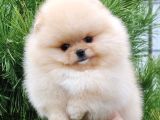 Ayı Surat Pomeranian Boo Yavrularımız