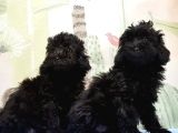 Ruhsatli Üreti̇m Çi̇ftli̇ği̇nden Toy Poodle Yavrular