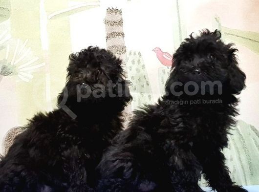 Ruhsatli Üreti̇m Çi̇ftli̇ği̇nden Toy Poodle Yavrular görsel