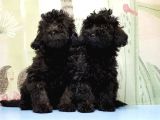 Ruhsatli Üreti̇m Çi̇ftli̇ği̇nden Toy Poodle Yavrular