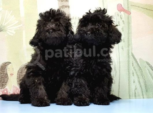 Ruhsatli Üreti̇m Çi̇ftli̇ği̇nden Toy Poodle Yavrular görsel