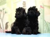 Ruhsatli Üreti̇m Çi̇ftli̇ği̇nden Toy Poodle Yavrular