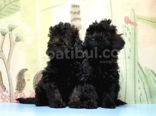 Ruhsatli Üreti̇m Çi̇ftli̇ği̇nden Toy Poodle Yavrular görsel