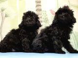 Ruhsatli Üreti̇m Çi̇ftli̇ği̇nden Toy Poodle Yavrular