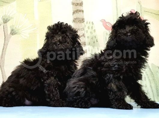 Ruhsatli Üreti̇m Çi̇ftli̇ği̇nden Toy Poodle Yavrular görsel