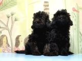 Ruhsatli Üreti̇m Çi̇ftli̇ği̇nden Toy Poodle Yavrular