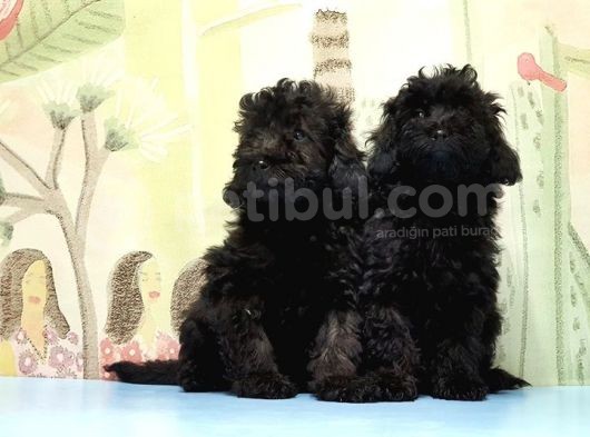 Ruhsatli Üreti̇m Çi̇ftli̇ği̇nden Toy Poodle Yavrular görsel