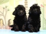 Ruhsatli Üreti̇m Çi̇ftli̇ği̇nden Toy Poodle Yavrular