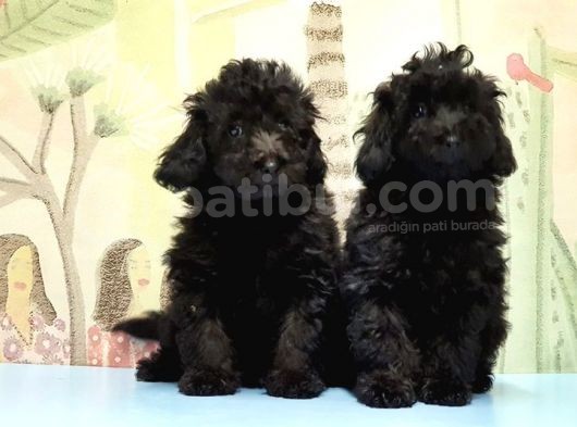 Ruhsatli Üreti̇m Çi̇ftli̇ği̇nden Toy Poodle Yavrular görsel