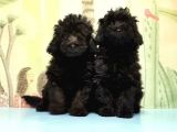 Ruhsatli Üreti̇m Çi̇ftli̇ği̇nden Toy Poodle Yavrular