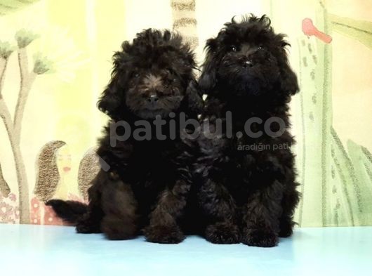 Ruhsatli Üreti̇m Çi̇ftli̇ği̇nden Toy Poodle Yavrular