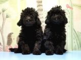Ruhsatli Üreti̇m Çi̇ftli̇ği̇nden Toy Poodle Yavrular