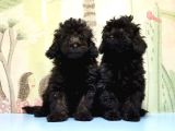 Ruhsatli Üreti̇m Çi̇ftli̇ği̇nden Toy Poodle Yavrular