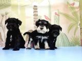 Ruhsatli Üreti̇m Çi̇ftli̇ği̇nden Mi̇nyatür Schnauzer Yavrular