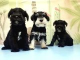 Ruhsatli Üreti̇m Çi̇ftli̇ği̇nden Mi̇nyatür Schnauzer Yavrular