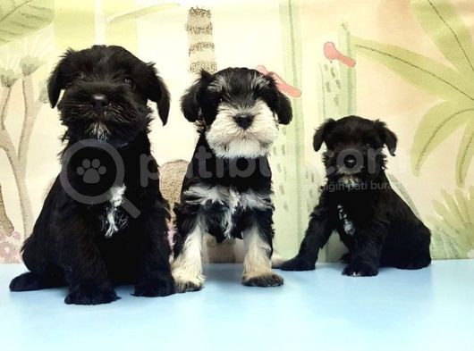 Ruhsatli Üreti̇m Çi̇ftli̇ği̇nden Mi̇nyatür Schnauzer Yavrular