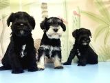 Ruhsatli Üreti̇m Çi̇ftli̇ği̇nden Mi̇nyatür Schnauzer Yavrular
