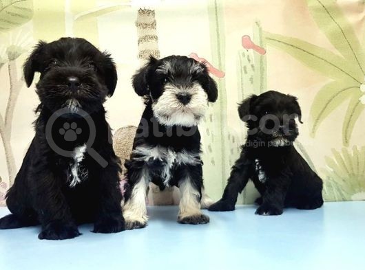 Ruhsatli Üreti̇m Çi̇ftli̇ği̇nden Mi̇nyatür Schnauzer Yavrular görsel