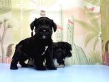 Ruhsatli Üreti̇m Çi̇ftli̇ği̇nden Mi̇nyatür Schnauzer Yavrular
