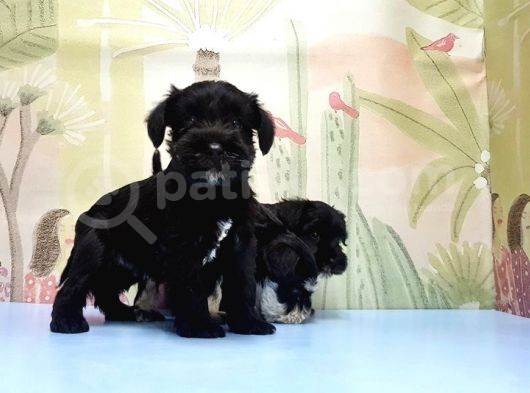 Ruhsatli Üreti̇m Çi̇ftli̇ği̇nden Mi̇nyatür Schnauzer Yavrular görsel