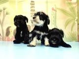 Ruhsatli Üreti̇m Çi̇ftli̇ği̇nden Mi̇nyatür Schnauzer Yavrular