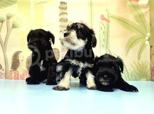 Ruhsatli Üreti̇m Çi̇ftli̇ği̇nden Mi̇nyatür Schnauzer Yavrular görsel