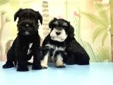 Ruhsatli Üreti̇m Çi̇ftli̇ği̇nden Mi̇nyatür Schnauzer Yavrular
