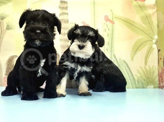 Ruhsatli Üreti̇m Çi̇ftli̇ği̇nden Mi̇nyatür Schnauzer Yavrular görsel