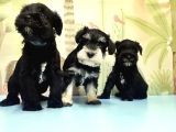 Ruhsatli Üreti̇m Çi̇ftli̇ği̇nden Mi̇nyatür Schnauzer Yavrular