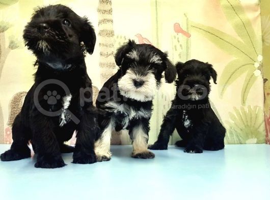 Ruhsatli Üreti̇m Çi̇ftli̇ği̇nden Mi̇nyatür Schnauzer Yavrular görsel