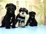 Ruhsatli Üreti̇m Çi̇ftli̇ği̇nden Mi̇nyatür Schnauzer Yavrular