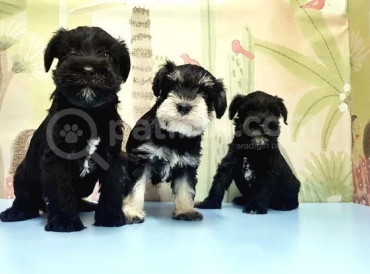 Ruhsatli Üreti̇m Çi̇ftli̇ği̇nden Mi̇nyatür Schnauzer Yavrular görsel