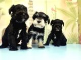 Ruhsatli Üreti̇m Çi̇ftli̇ği̇nden Mi̇nyatür Schnauzer Yavrular