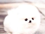 Ayı Surat Pomeranian Boo Yavrularımız