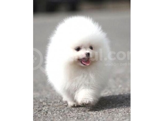 Ayı Surat Pomeranian Boo Yavrularımız