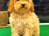Apri̇cot Toy Poodle Di̇şi̇