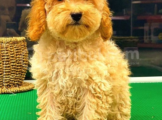 Apri̇cot Toy Poodle Di̇şi̇ görsel