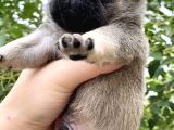 Krem Pug Yavrular Mevcut