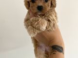 Muhteşem Kali̇te Toy Poodle Yavrulari