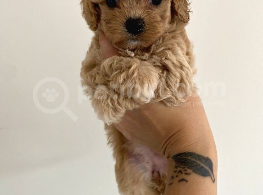 Muhteşem Kali̇te Toy Poodle Yavrulari görsel