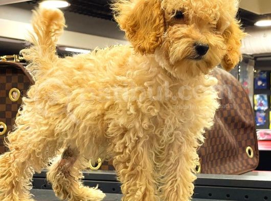 Apri̇cot Toy Poodle Di̇şi̇