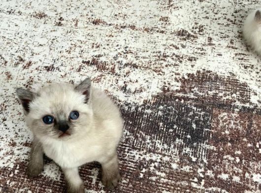 Di̇şi̇ Blue Poi̇nt Beyaz Mavi̇ Göz Yavrumuz Ai̇lesi̇ni̇ Ariyor