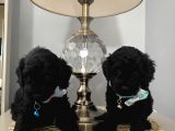 Red Brown Toypoodle Bebi̇şler