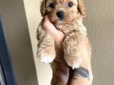 Muhteşem Kali̇te Toy Poodle Yavrulari