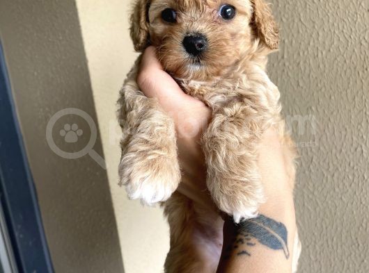 Muhteşem Kali̇te Toy Poodle Yavrulari görsel