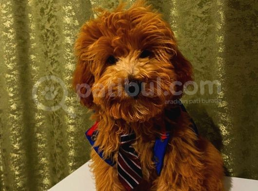 Malti̇po Red Teacup görsel