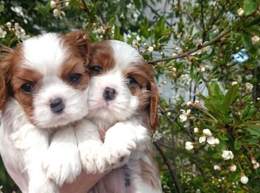 Cavai̇ller King Charles Yavrulari Mama Ve Malzeme Kampanyali